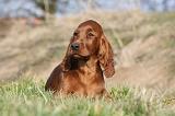 SETTER IRLANDAIS 302